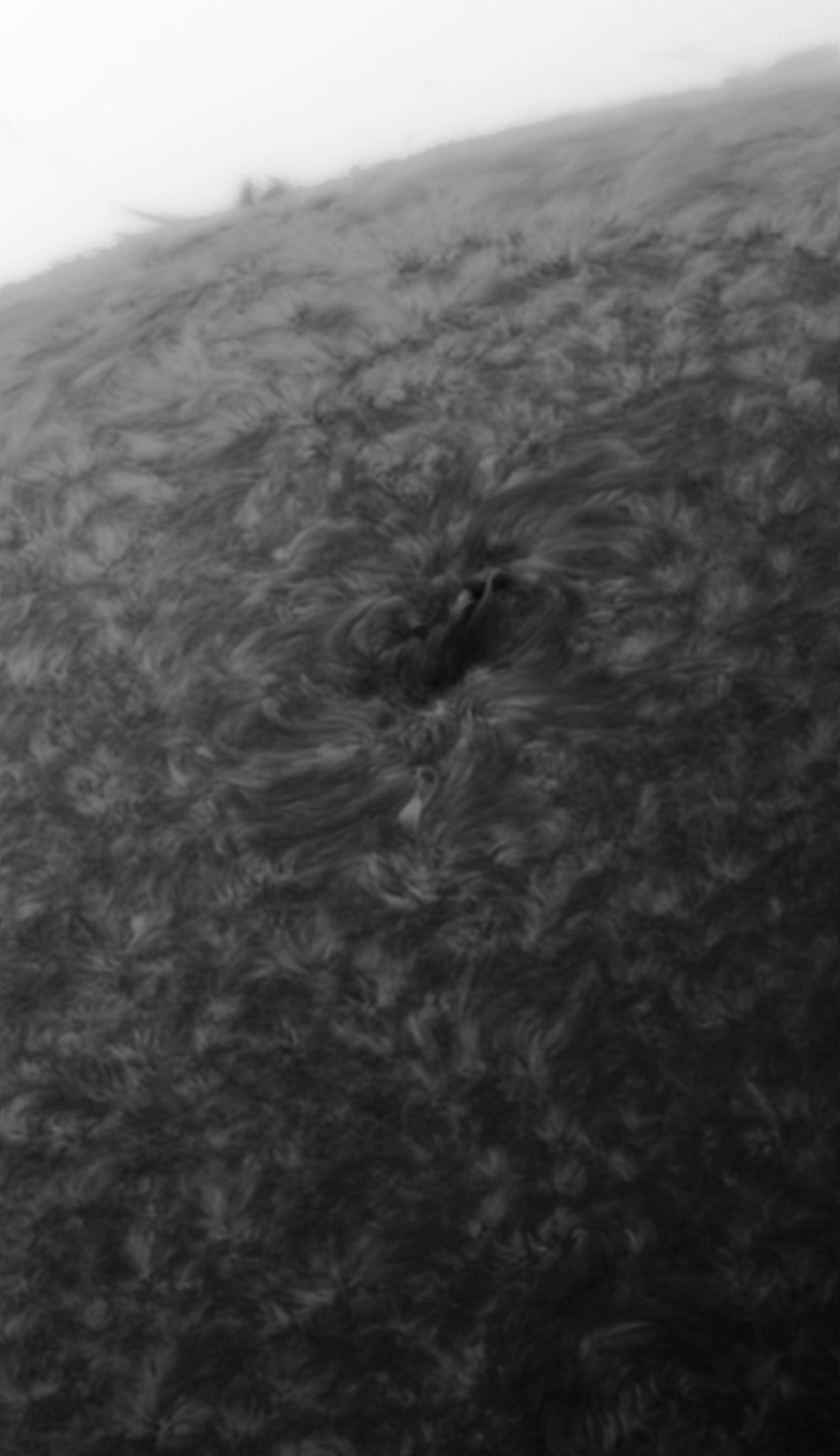 Sonne Hα 27.06.2022 - inverted