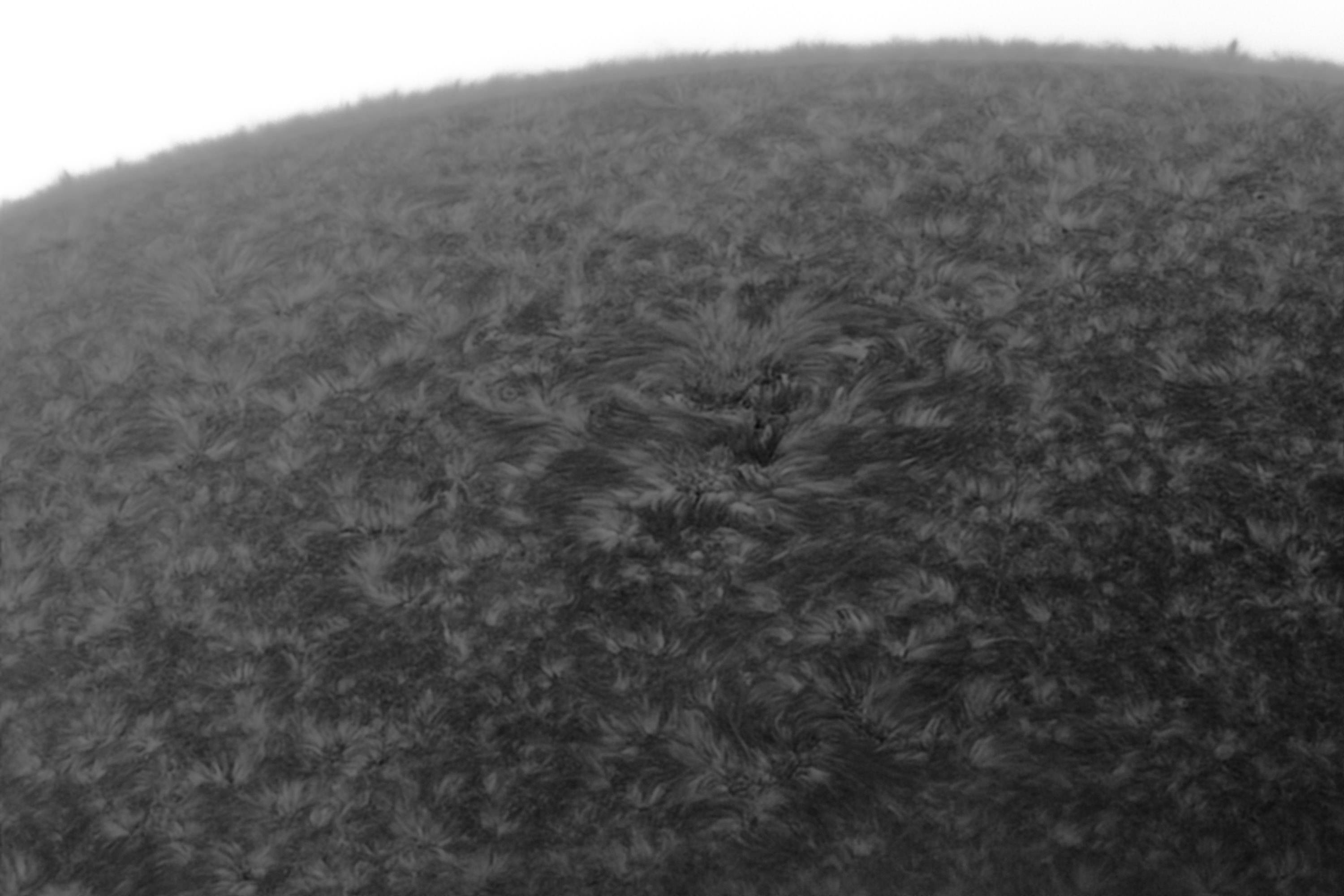 Sonne Hα 31.10.2022 - inverted